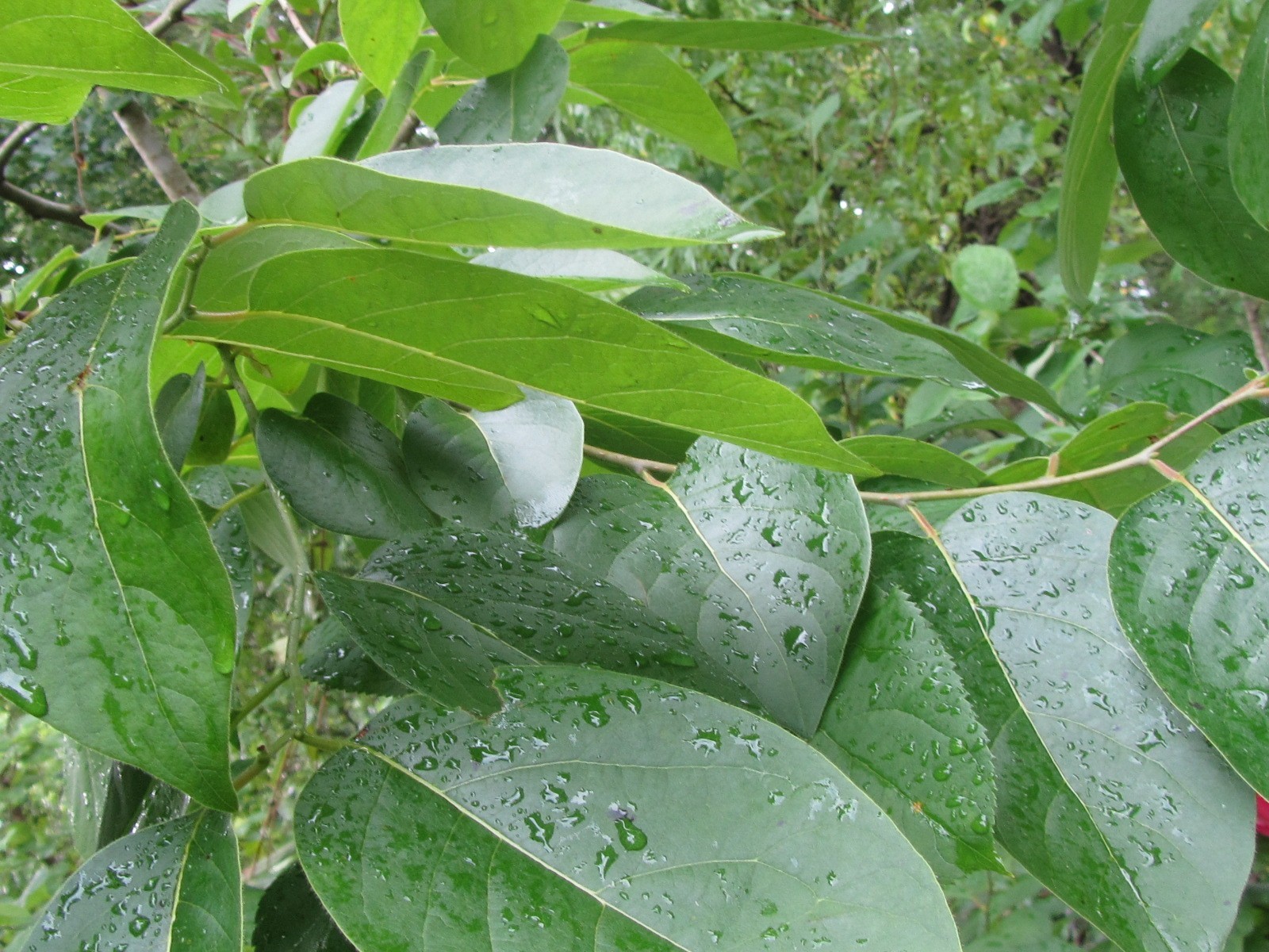 15 Fresh Organic, Anti Inflammatory.American Persimmon leaves for tea. Large
