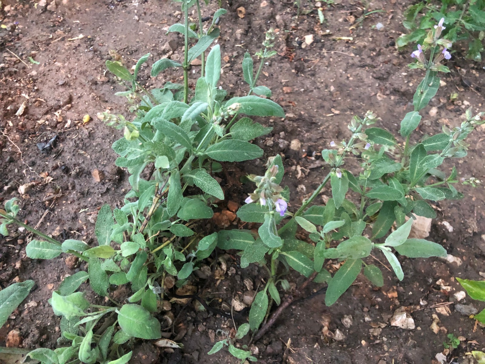 WILD ORGANIC SAGE DRIED LOOSE LEAF SALVIA OFFICINALIS ALBANIA BIO HERBS GRAM OZ.