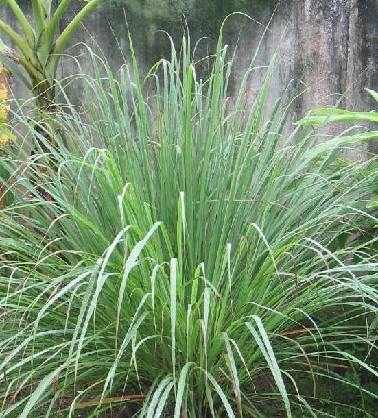 Lemongrass Tea Leaves Cut Lemon Grass tea Herb Organic pure natural 1oz USA