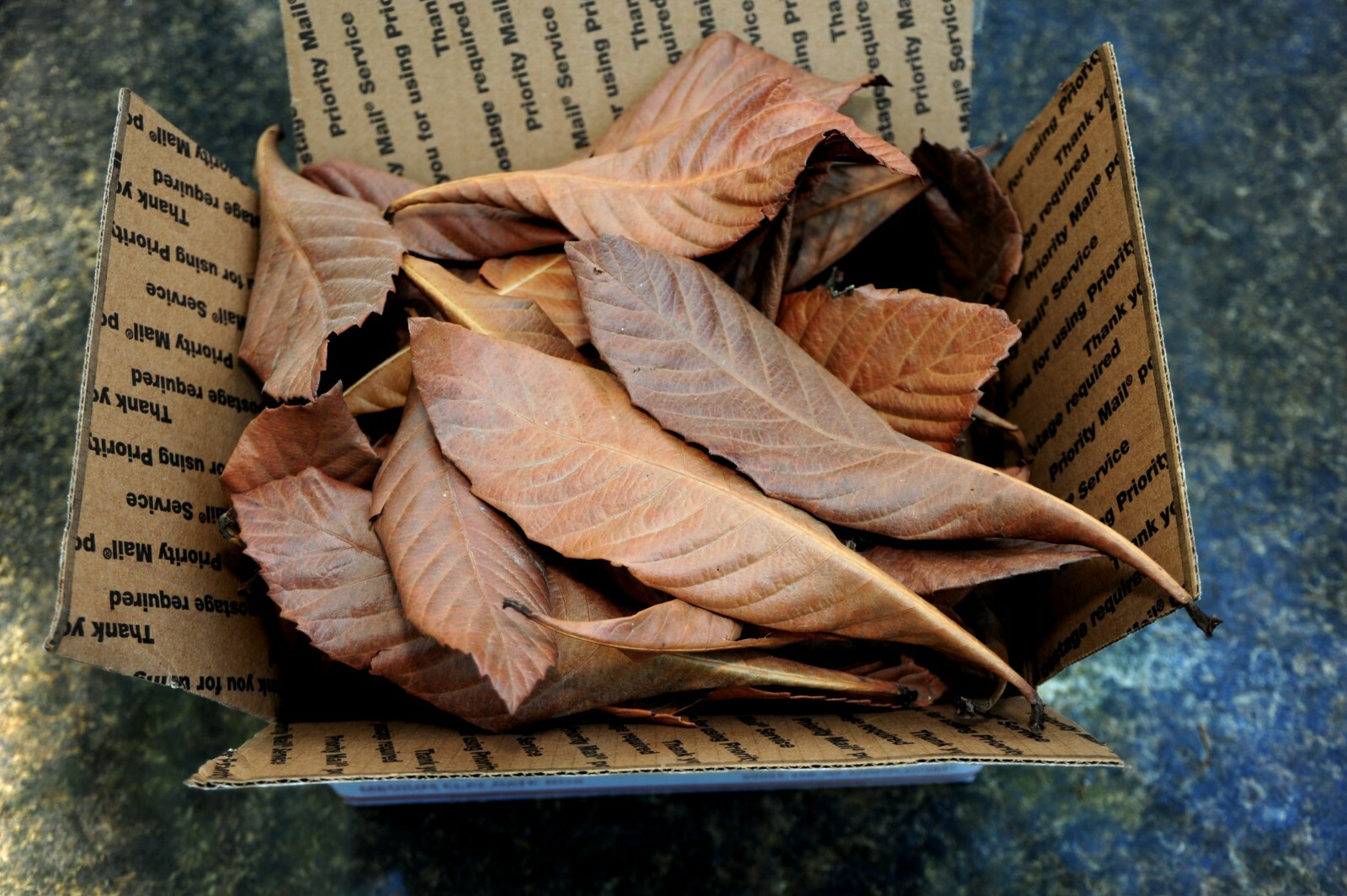 Dried Loquat Tea Leaves, 1/4 Pound