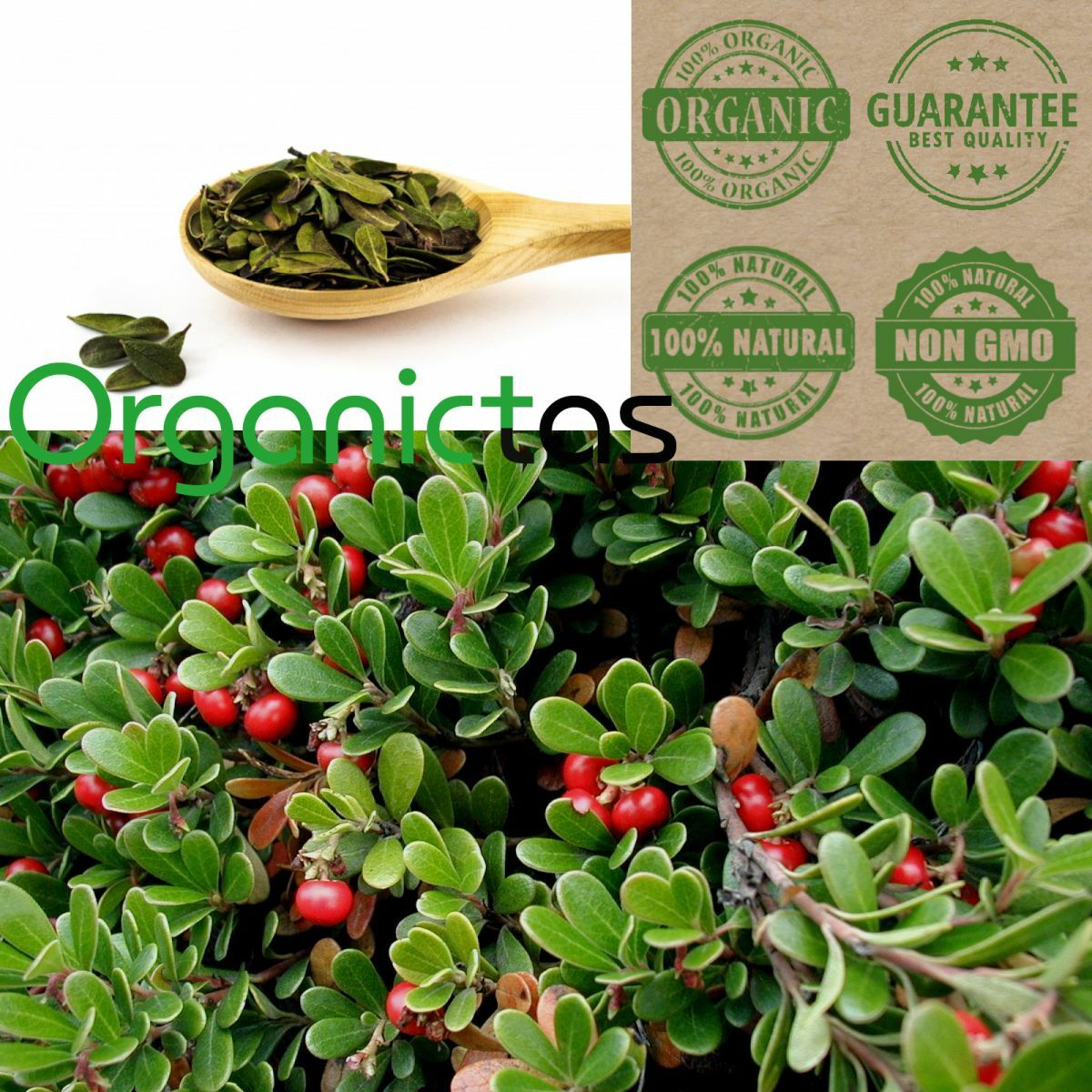 Organic BEARBERRY Tea Loose Leaf for UTI & Urinary Tract Health Premium Quality