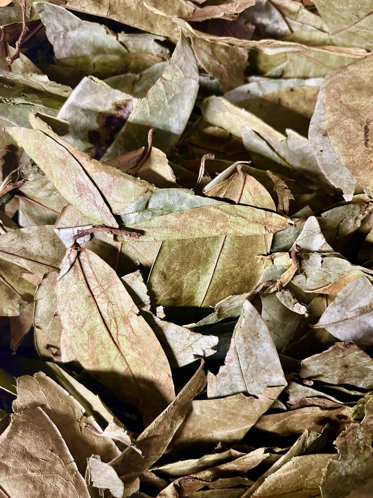 Soursop Leaves, Guanabana, Graviola 2oz, Dried