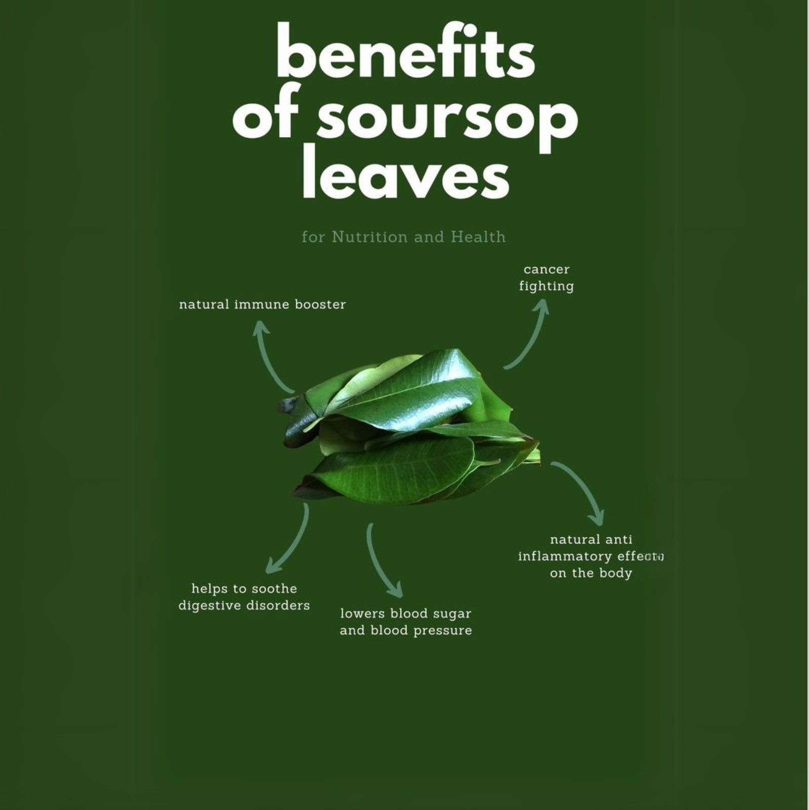 Dried Soursop Graviola Leaves for Herbal Tea Hojas De Guanabana Leaf Muricata