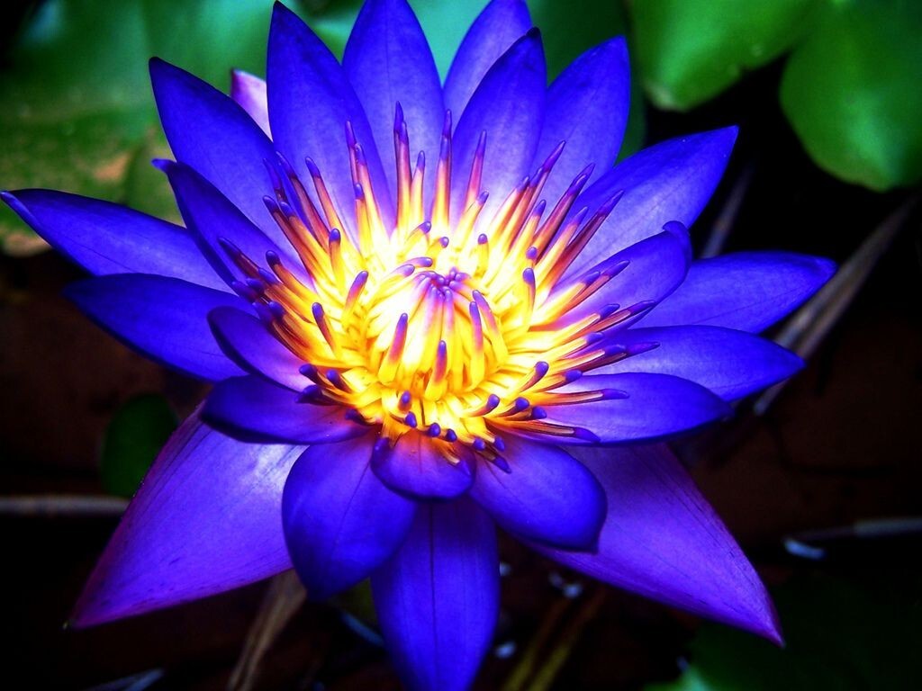 Blue Lotus Nymphaea Caerulea Dried Flower 100%Organic Natural Ceylon Herbal Tea