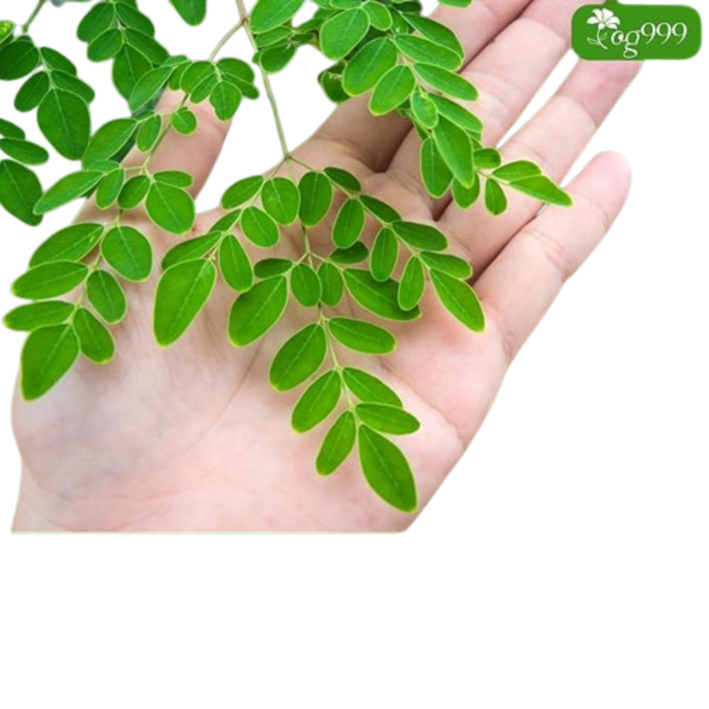 Dried Moringa Oleifera Leaf Powder Natural Pure Organic Ceylon 100% Herbal Tea