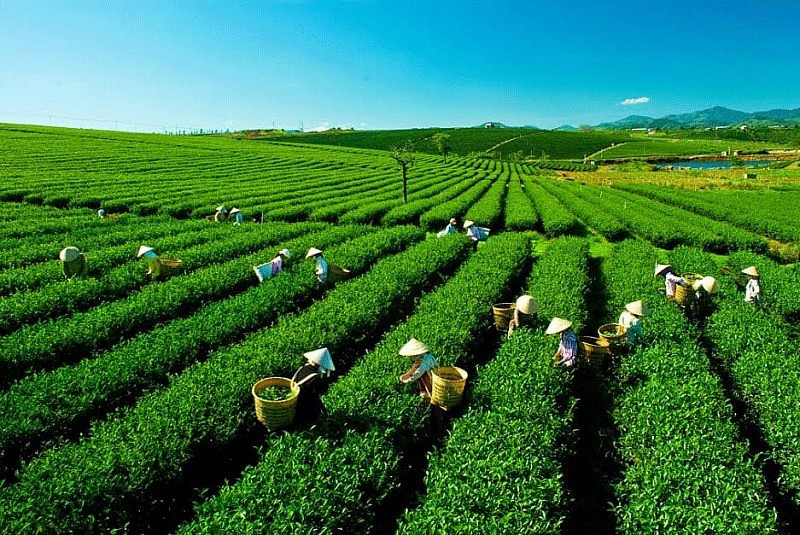 200 grams VIETNAMSESE GREEN TEA Thai Nguyen