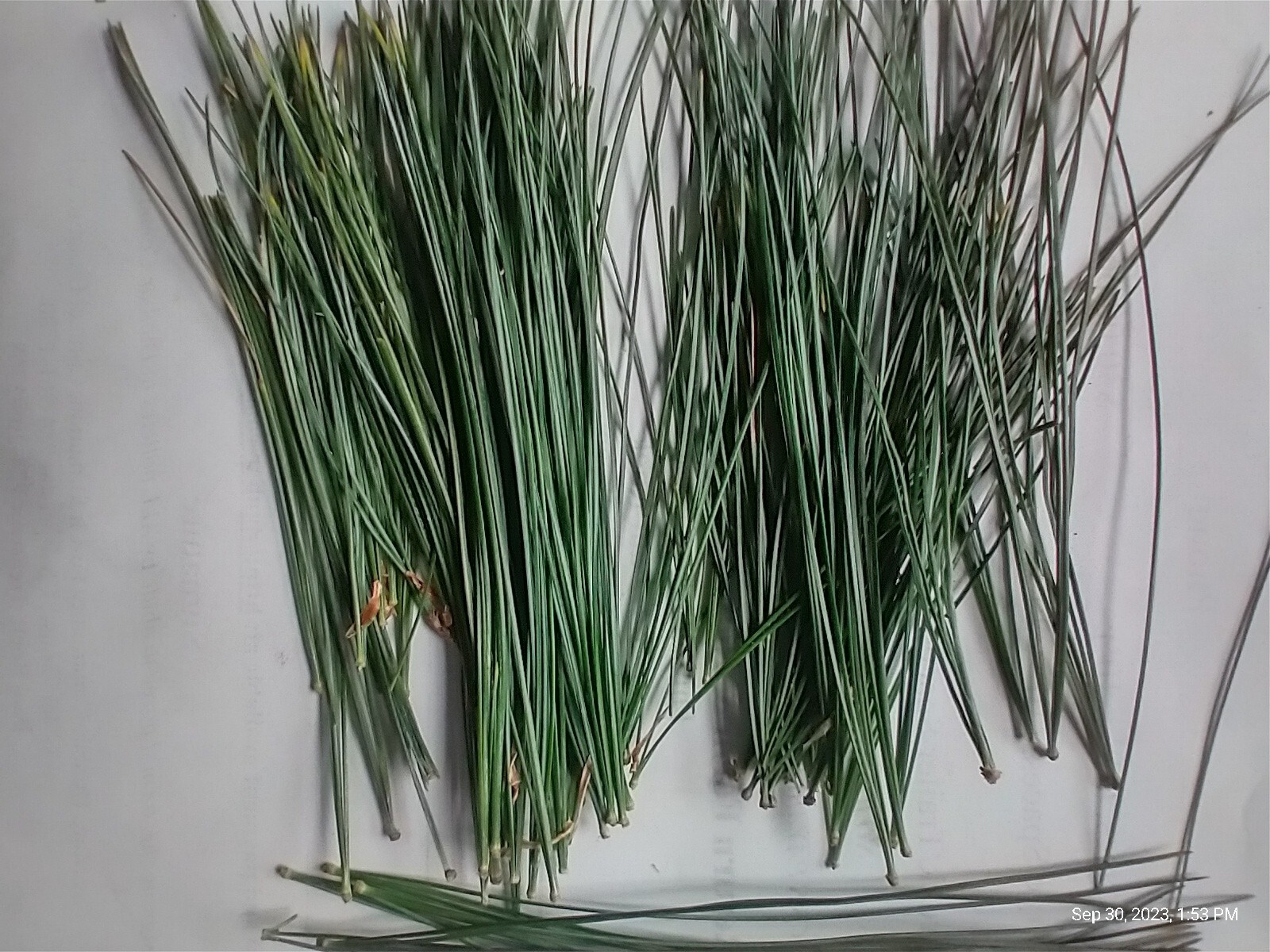 Eastern White Pine Needles Organic Wild Suramin Immune Home Brew 3 oz plus bag