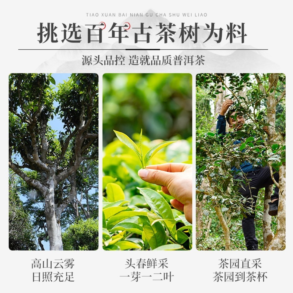 Pu-Erh tea 2022 Jingmai Laozhai 357g Raw
