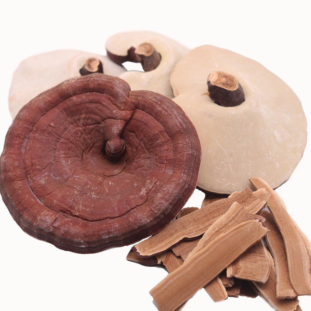 Reishi Mushroom 靈芝 (영지버섯) – Ganoderma lucidum Loose Slices