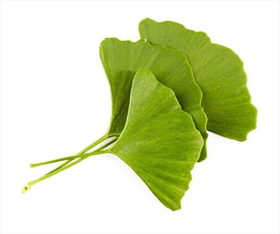 Ginkgo Leaf – Premium Ginkgo Biloba Loose Leaf 100% from Nature (12 Oz)