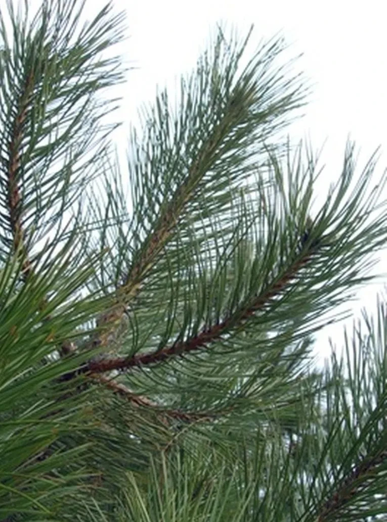 Wild Native Organic Pine Needles Infused Oil