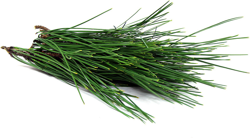 Fresh Wild Harvest Pine Tree Needle Tea leaves 10 oz. SURAMIN & SHIKIMIC ACID