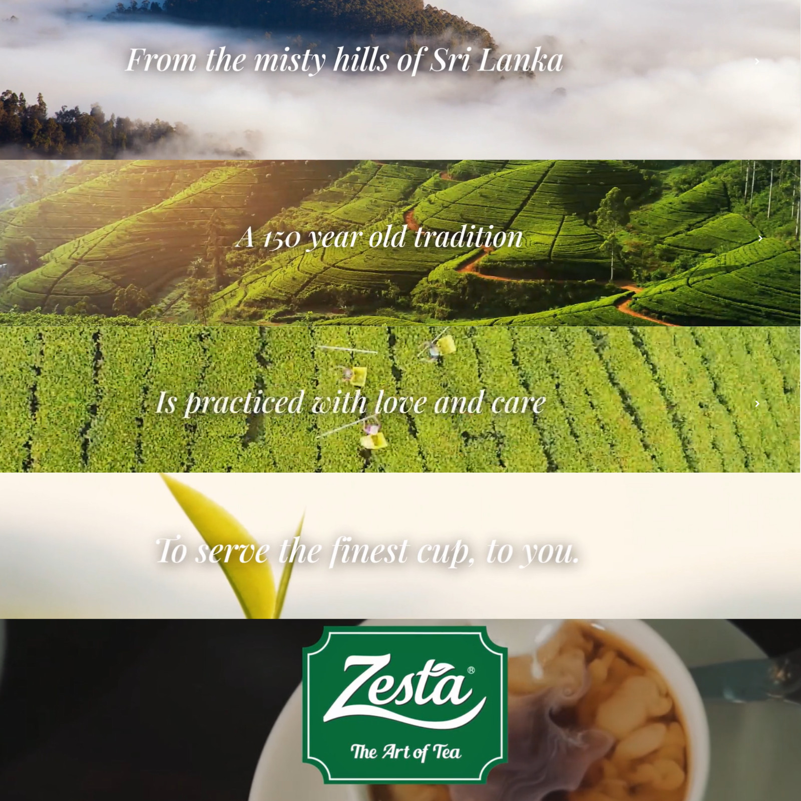 ZESTA Wellness Infusion Herbal Fat Burn Ceylon Black tea Buy 1 Get 1 offer + FS
