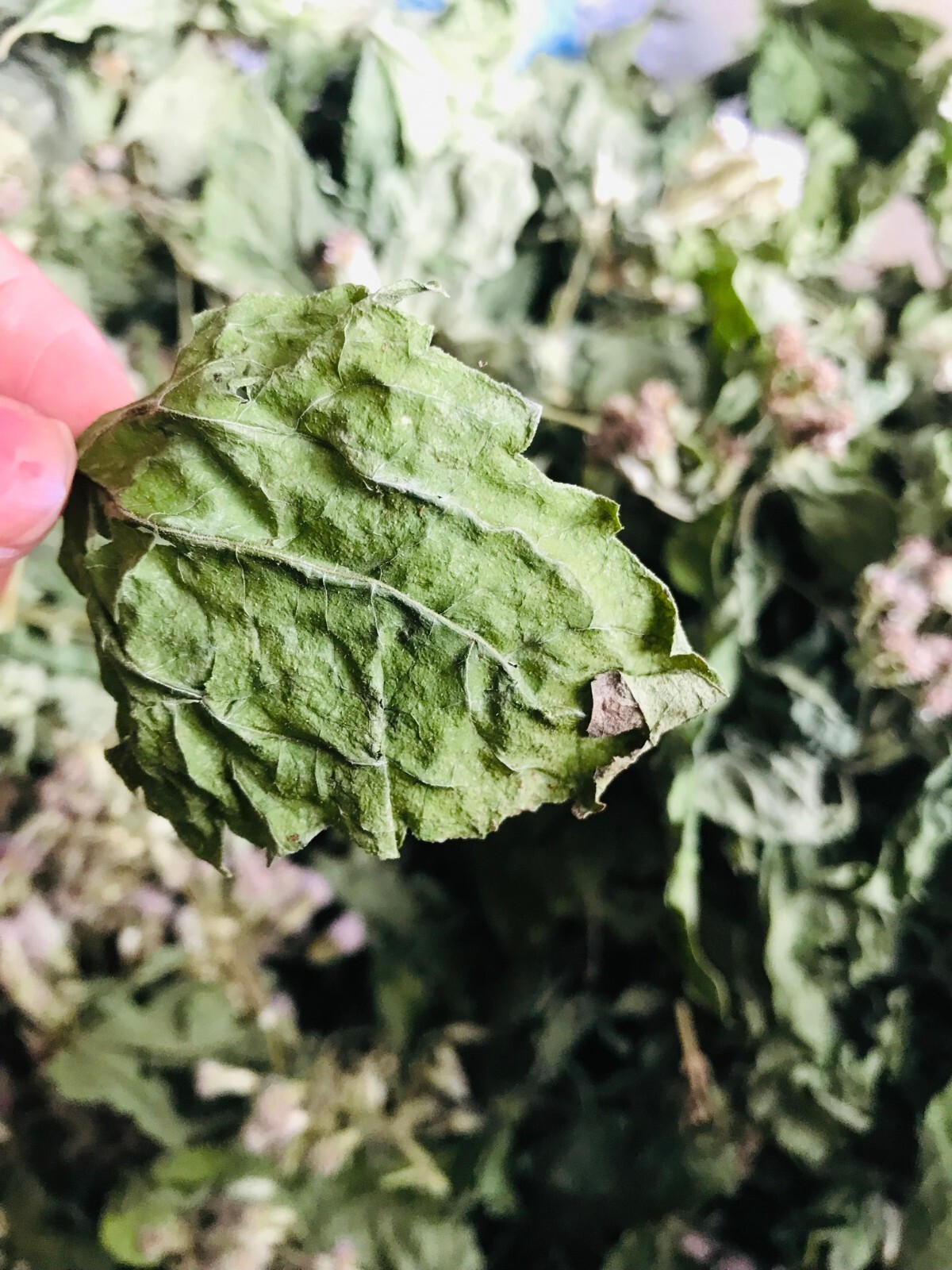 Ceylon Mexican Dream Herb Dried Calea Zacatechichi Lucid 100% Organic Pure Leaf