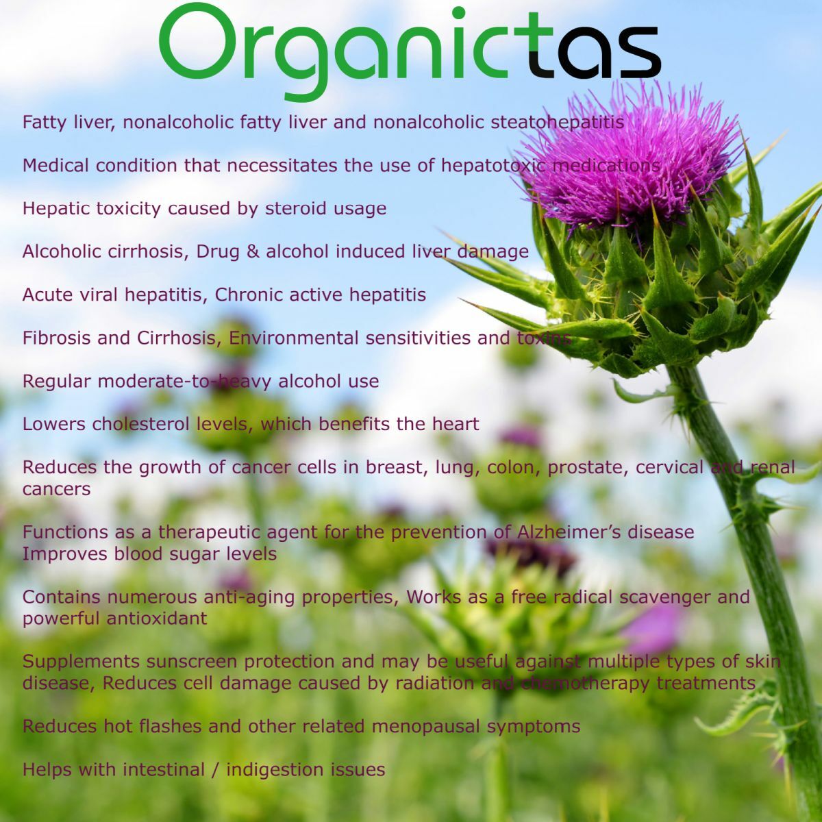 MILK THISTLE SEEDS – Organic for Tea Silybum Marianum Natural Detox 50g-400g BIO