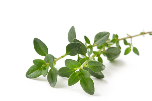 Thyme Leaf Tea – Thymus vulgaris Loose Leaf by Nature Tea, Wild Crafted