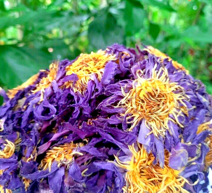 180g Dried Blue Lotus Flower Nymphaea Caerulea Natural Hand Picked Flower Herbal
