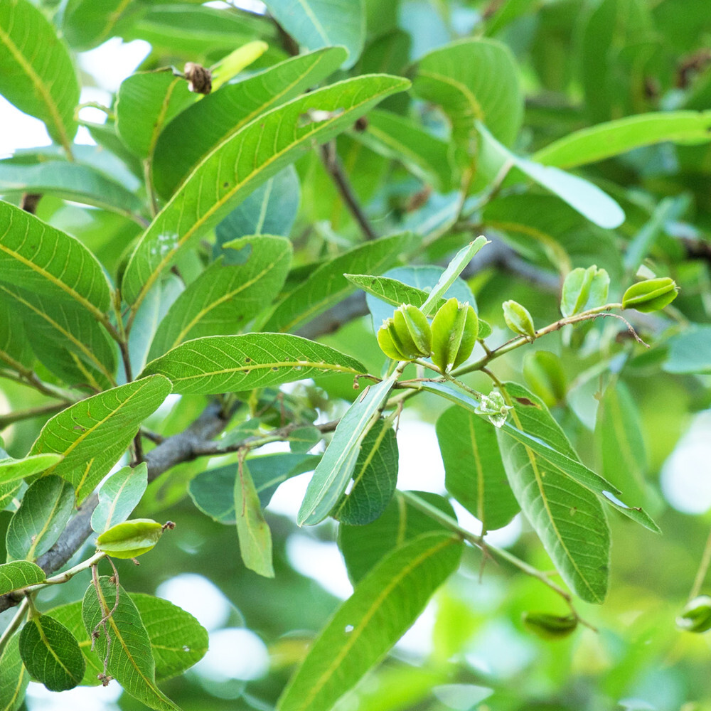 Terminalia Arjuna Dried Leaves Ceylon Organic Herbal Natural Tea Blend