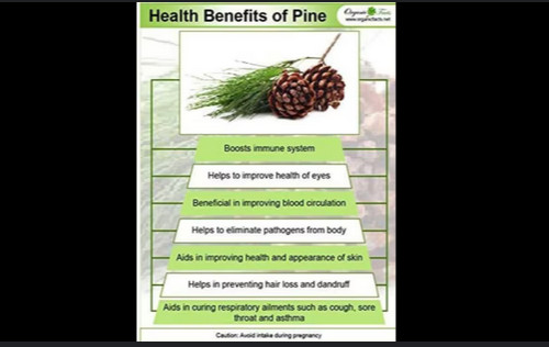 White Pine Needle Tea 31 Large Bags Organic & Fresh From Oregon! Go Ducks!