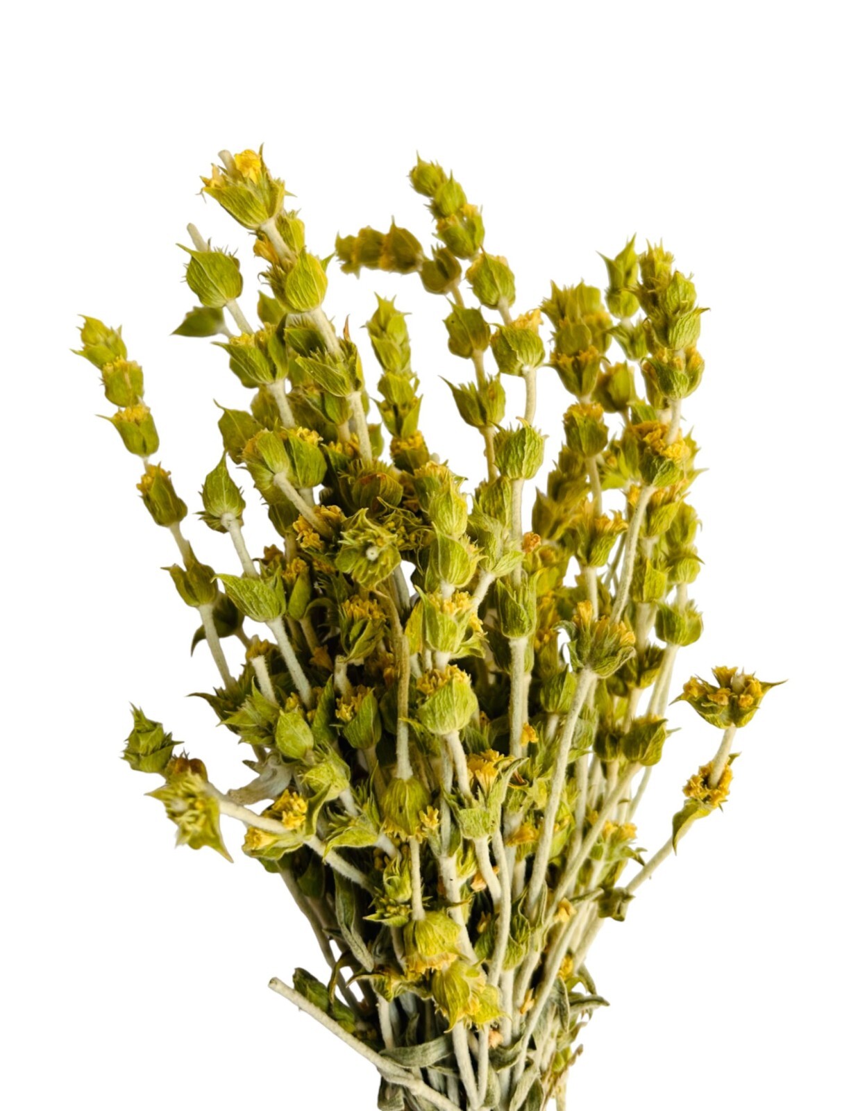 Premium Greek Mountain Τea Sideritis Scardica 950g (33.5 oz) | Harvest June 2025