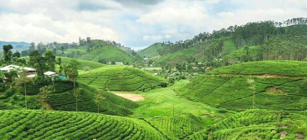 Black Tea Fresh Single Estate Ceylon Orange Pekoe OP – Loose Leaf Tea