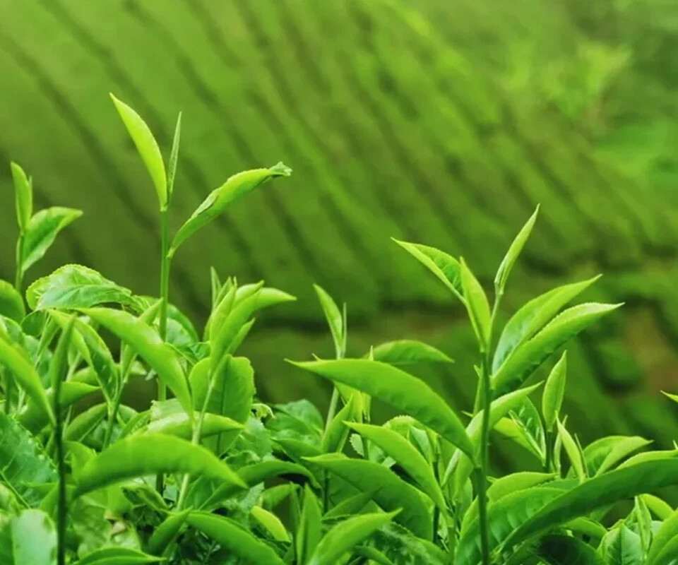 Silver Needle White Tea Loose KENYA Organic Premium Specialty Nandi EXP MAY 2028