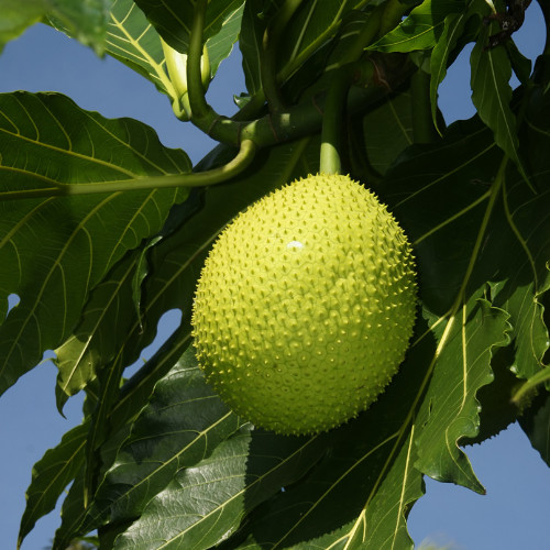 15+ Natural Quality Breadfruit Dried Leaves Artocarpus Ceylon Herbal Tea