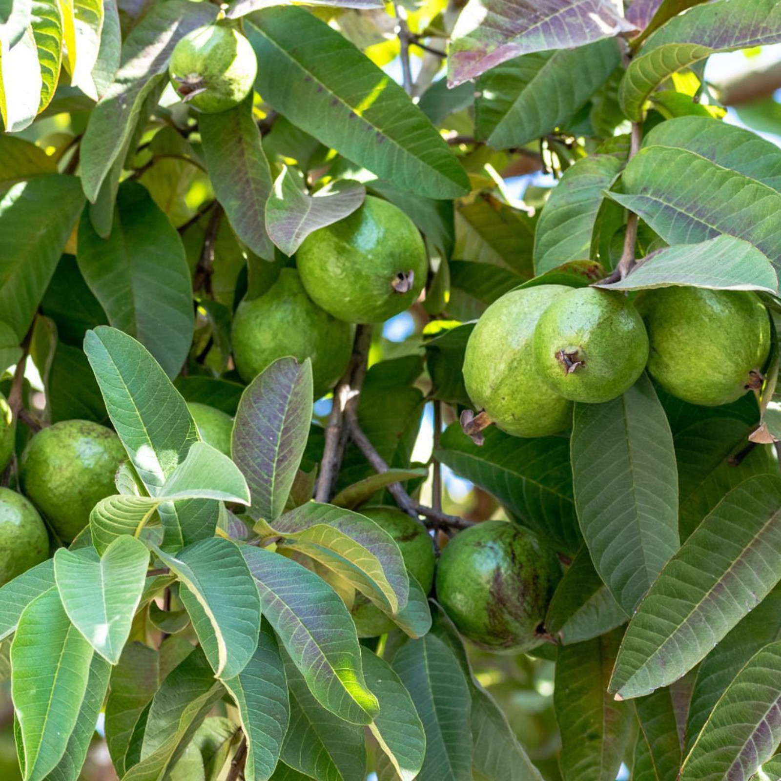 100% Organic Guava Leaves Powder – Premium Natural Ceylon Guava Leaf Hair loss