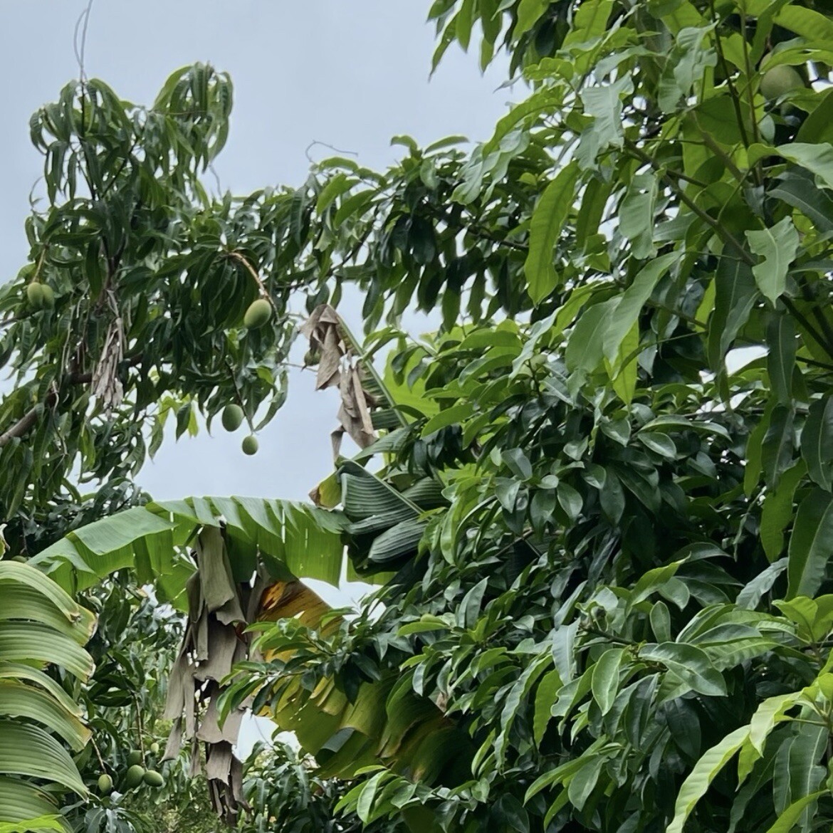 Fresh Mango Leaf For Herbal Tea 20 Leaves Home-grown No Pesticides FL USA
