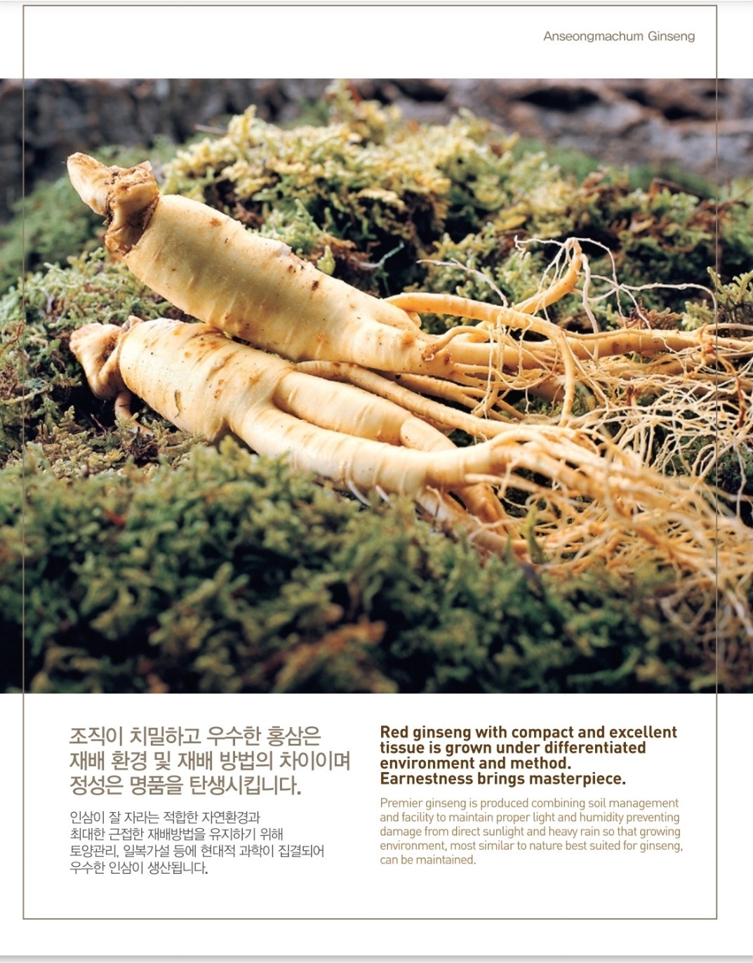 [An Seong Nonghyup] Korean 6 Years Red Ginseng Slices 20g × 10