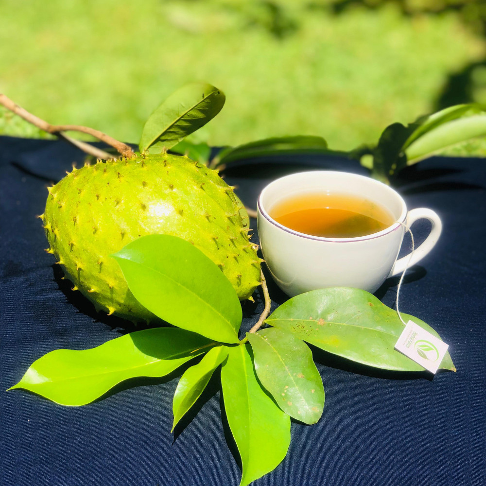 Dried Organic Soursop Leaves Herbal Tea Bags Guanabana Graviola Annona Muricata