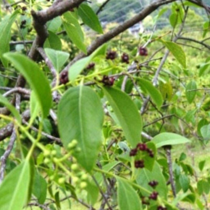 Salacia reticulata ceylon Kothala Himbutu Pure Herbal Drink Powder For Diabetic