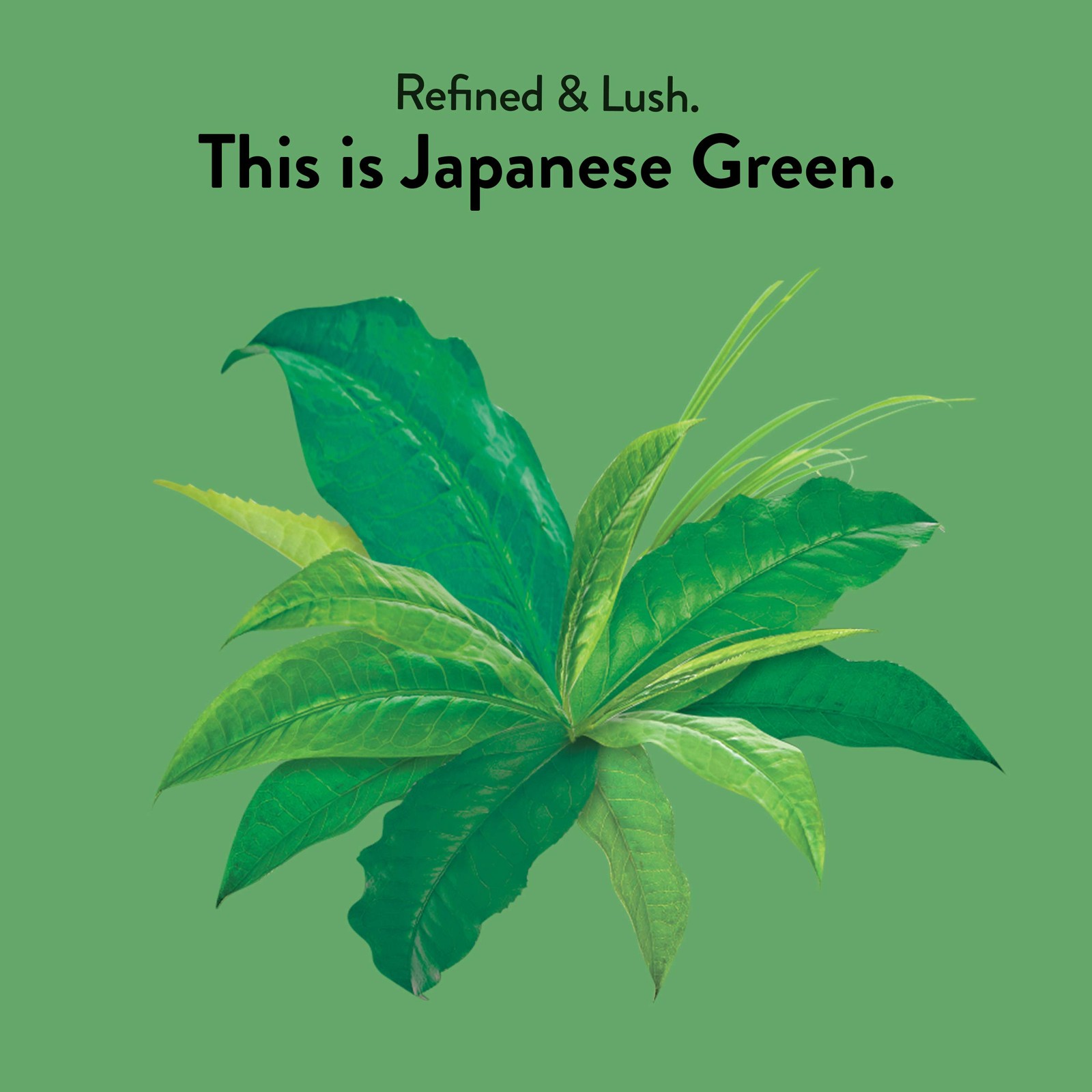 Japanese Green Tea – Compostable – Contains Caffeine – 48 Organic Green Tea B…