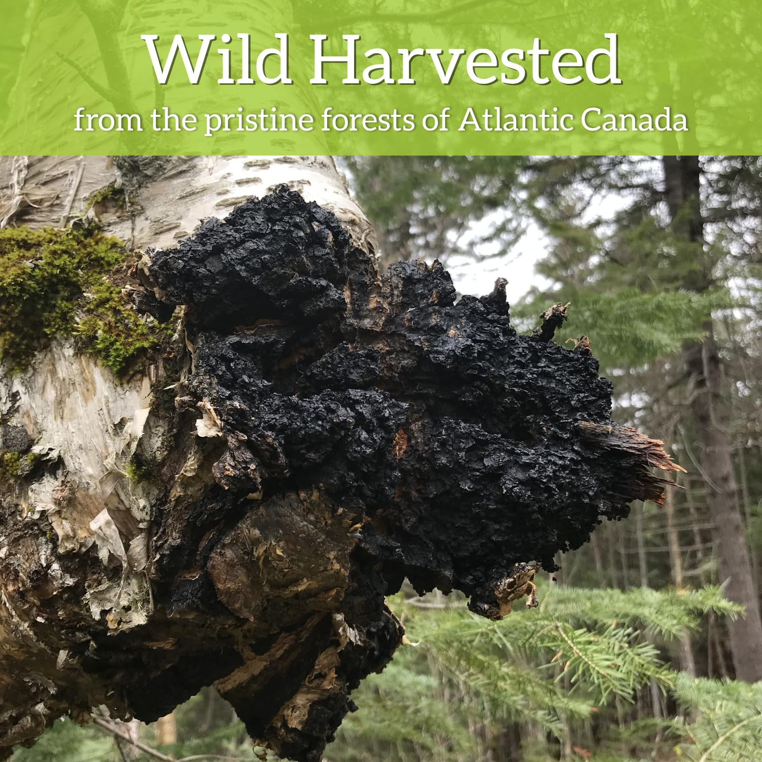 Chaga Tea Bags by | 100% Canadian Wild-Harvested- NEVER Siberian | 100% Additiv