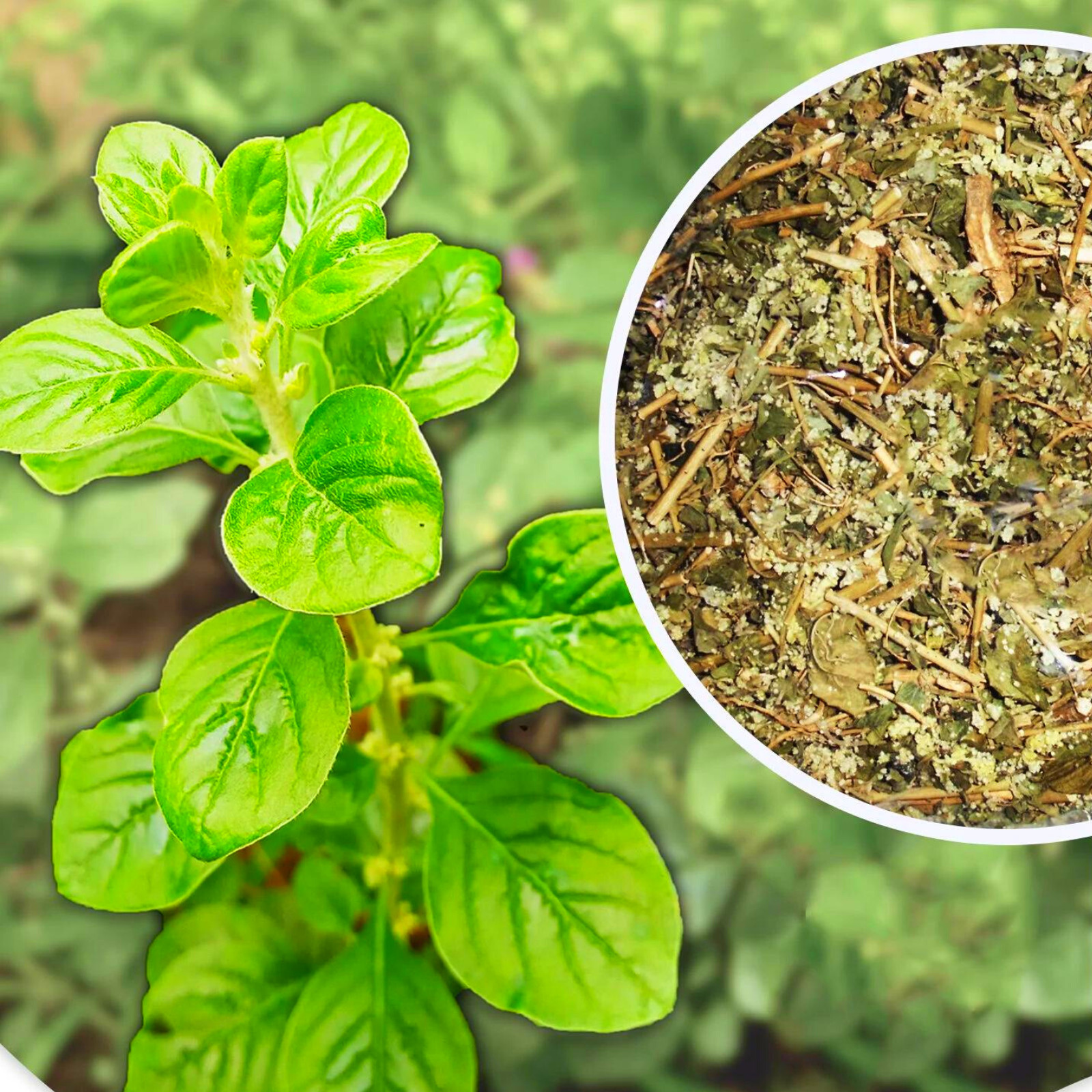 Dried Aerva Lanata | Organic Herbal Wellness Tea | 100% Natural Ayurvedic Herb