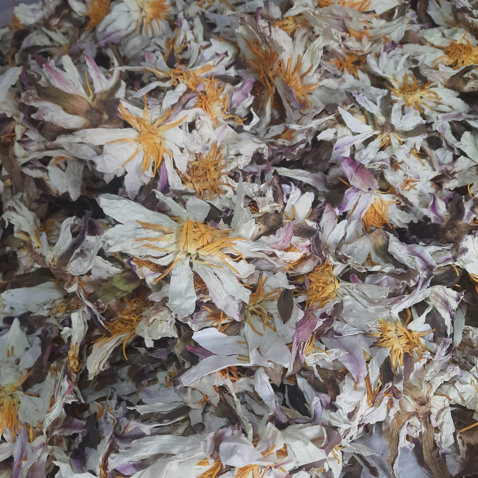 Ceylon White Lotus Nymphaea Ampla 100% Organic Herbal 1kg Flowers Tea