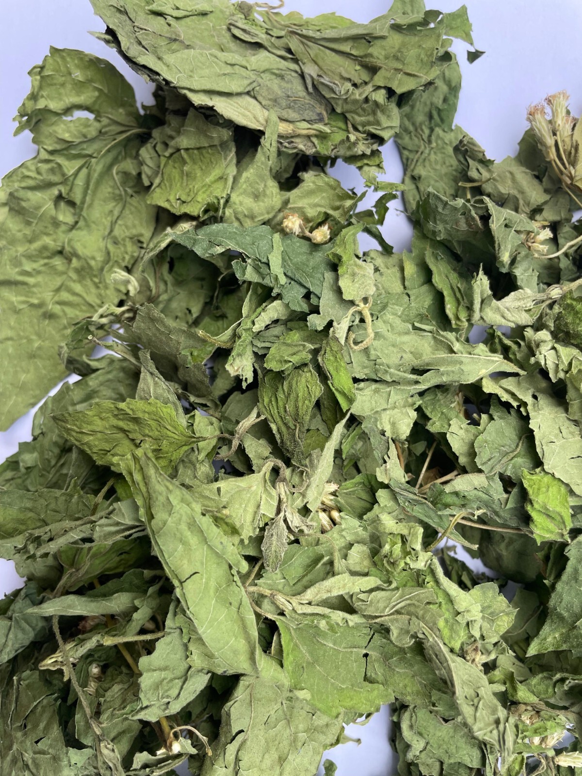 Calea Zacatechichi Mexican Dream Herb Lucid Dream Pure Dried Leaves Herbal Tea