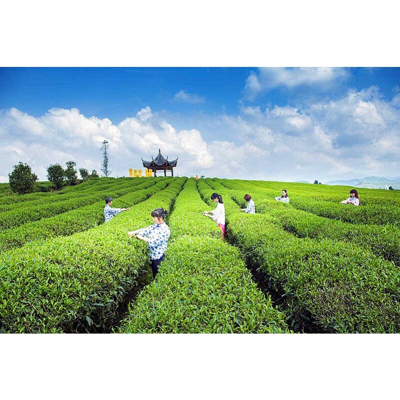 Top grade Chinese yunnan original Puer Tea 500g health care tea ripe pu er puerh