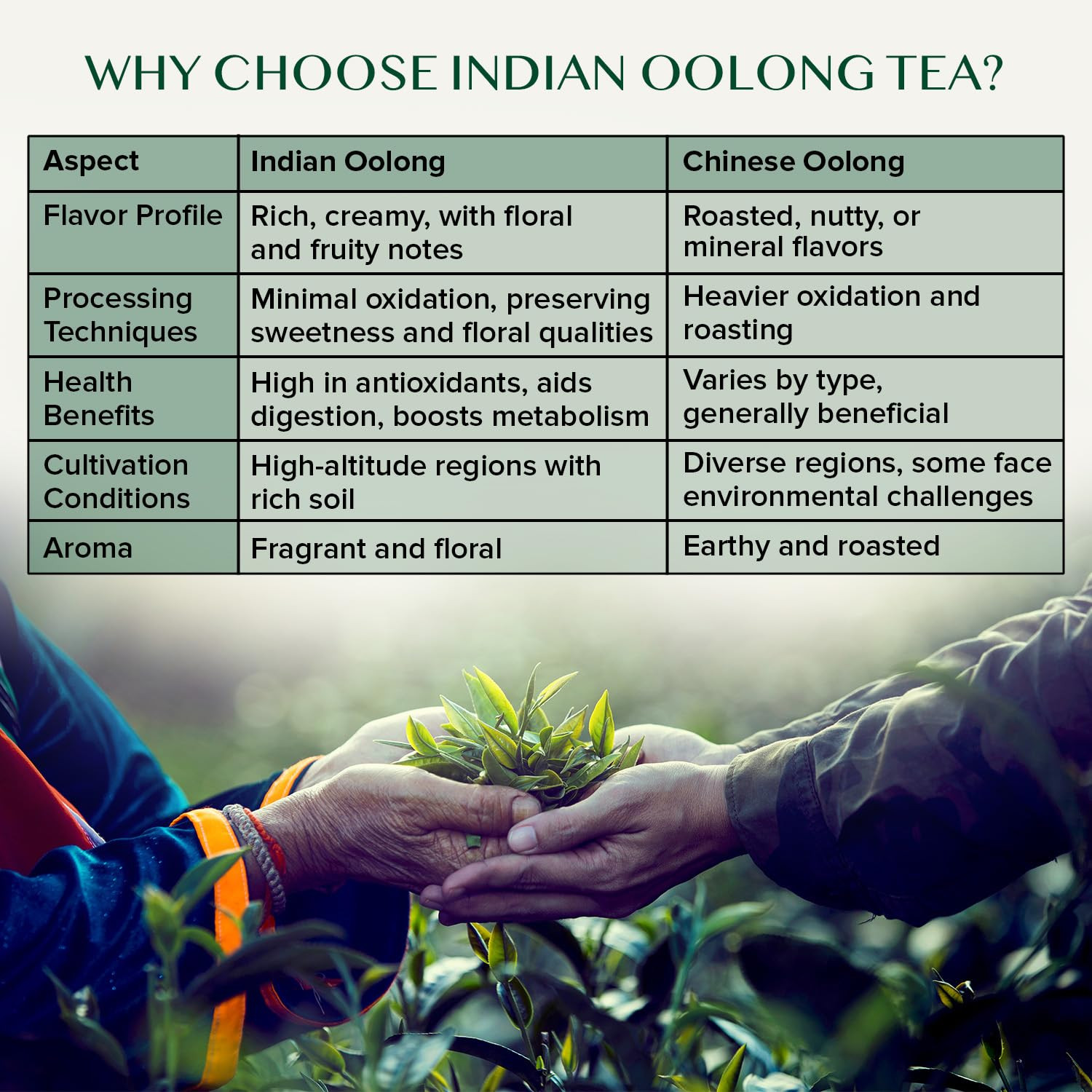 , High Mountain Oolong Tea Leaves from Himalayas – 340G/12Oz (170 Cups) High Ele