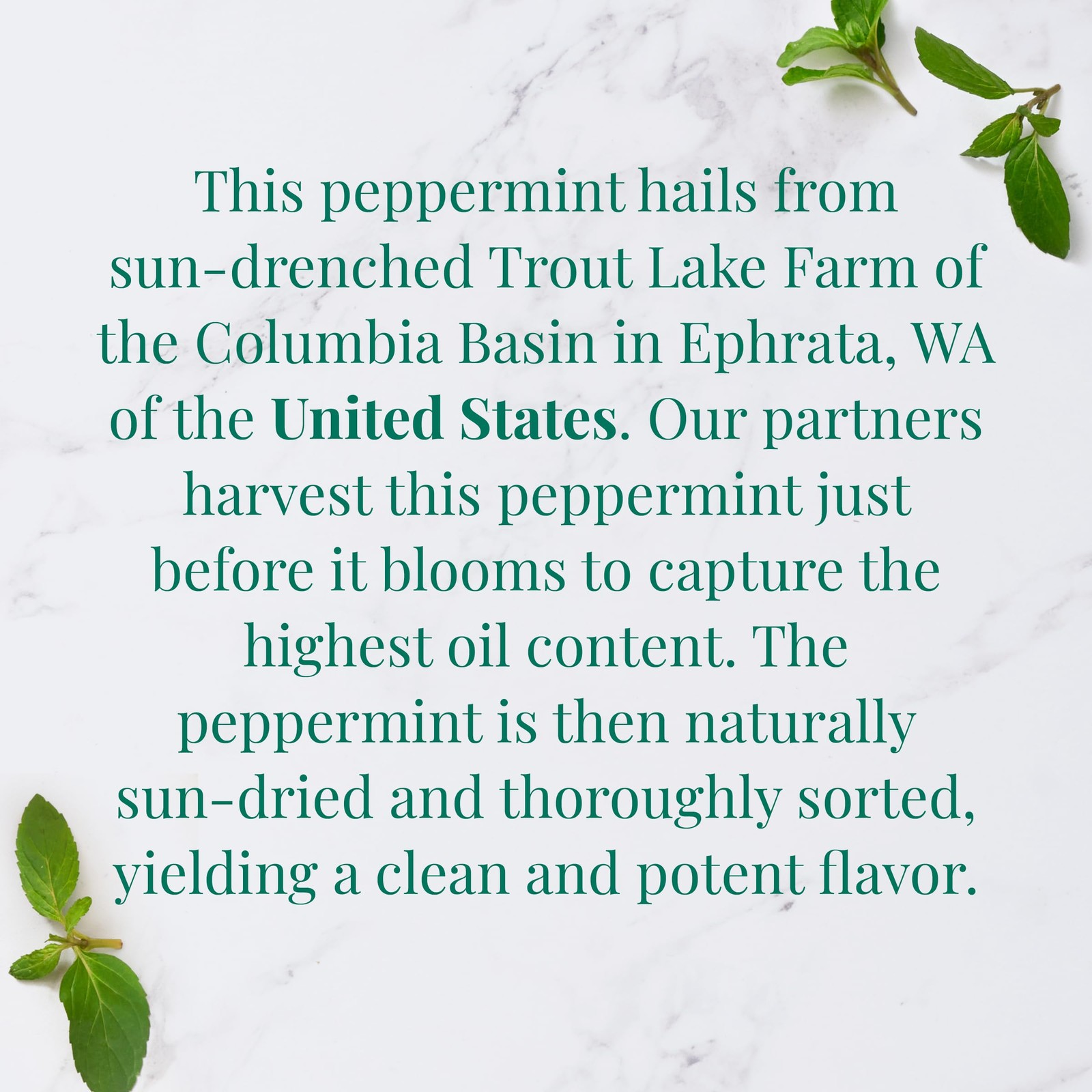 — Organic American Peppermint SuperHerb Tea Tin, 36 Herbal Tea Bags, Naturall…