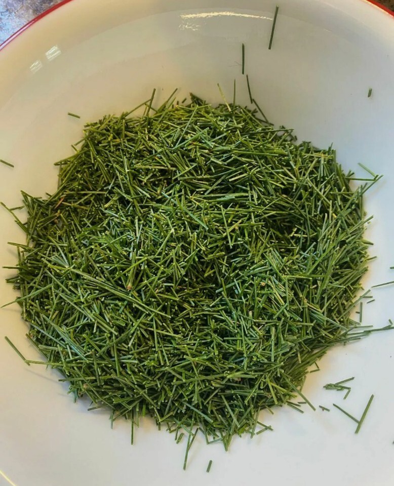 Pine Needle Tea 25 Bags Wild Suramin Organic Fresh Immunity Boost Vitamin C & A