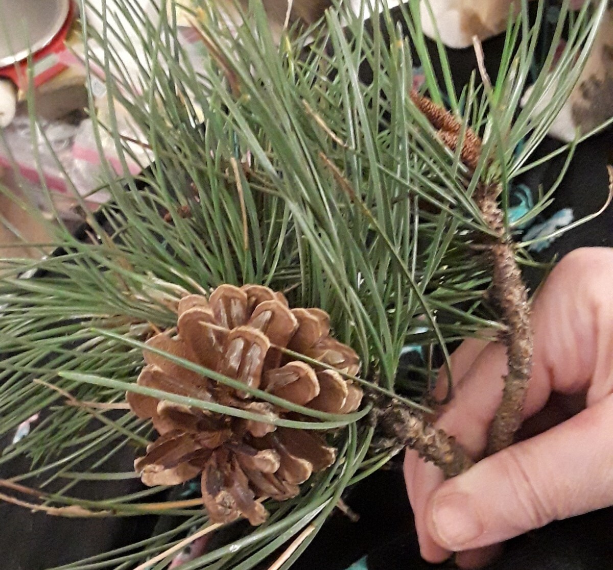 Lot: 20 Organic Eastern White Pine Needle Tea Bag & Red Pine Tea Bags Fresh Tree