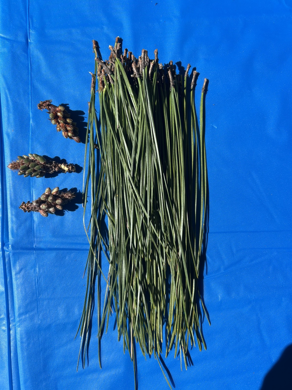Eastern NC White Pine Needles 12 oz package With Couple Of Young Pine Cones