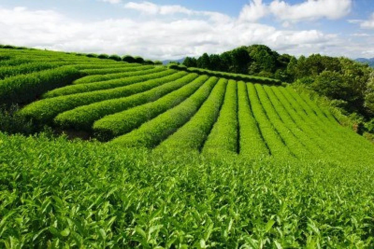 Butterfly Green Tea 100 Bags – Natural Chinese Fujian, Premium Antioxidant