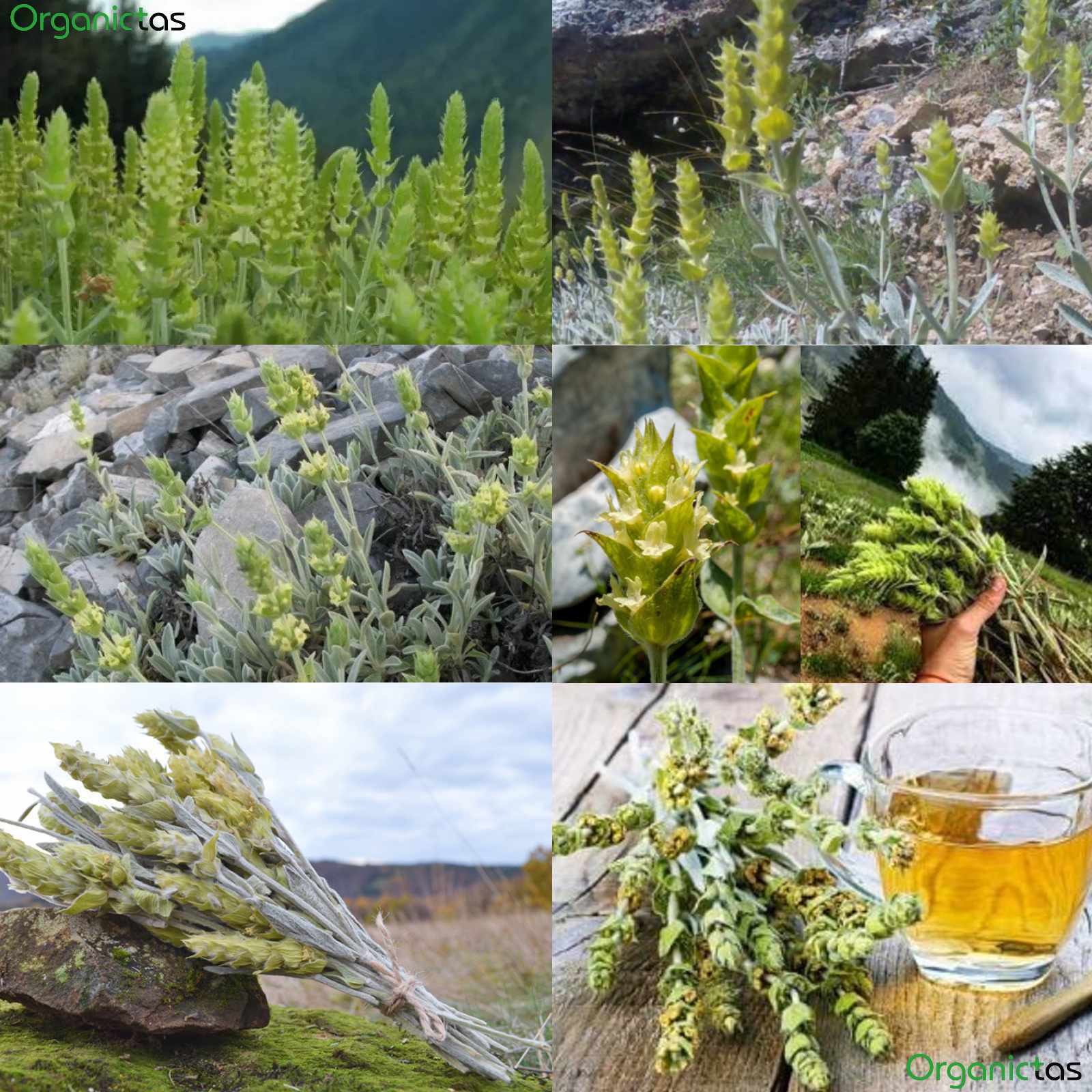 Organic Greek Mountain Tea Cut Sideritis Scardica Premium Quality Loose 2022 yr.
