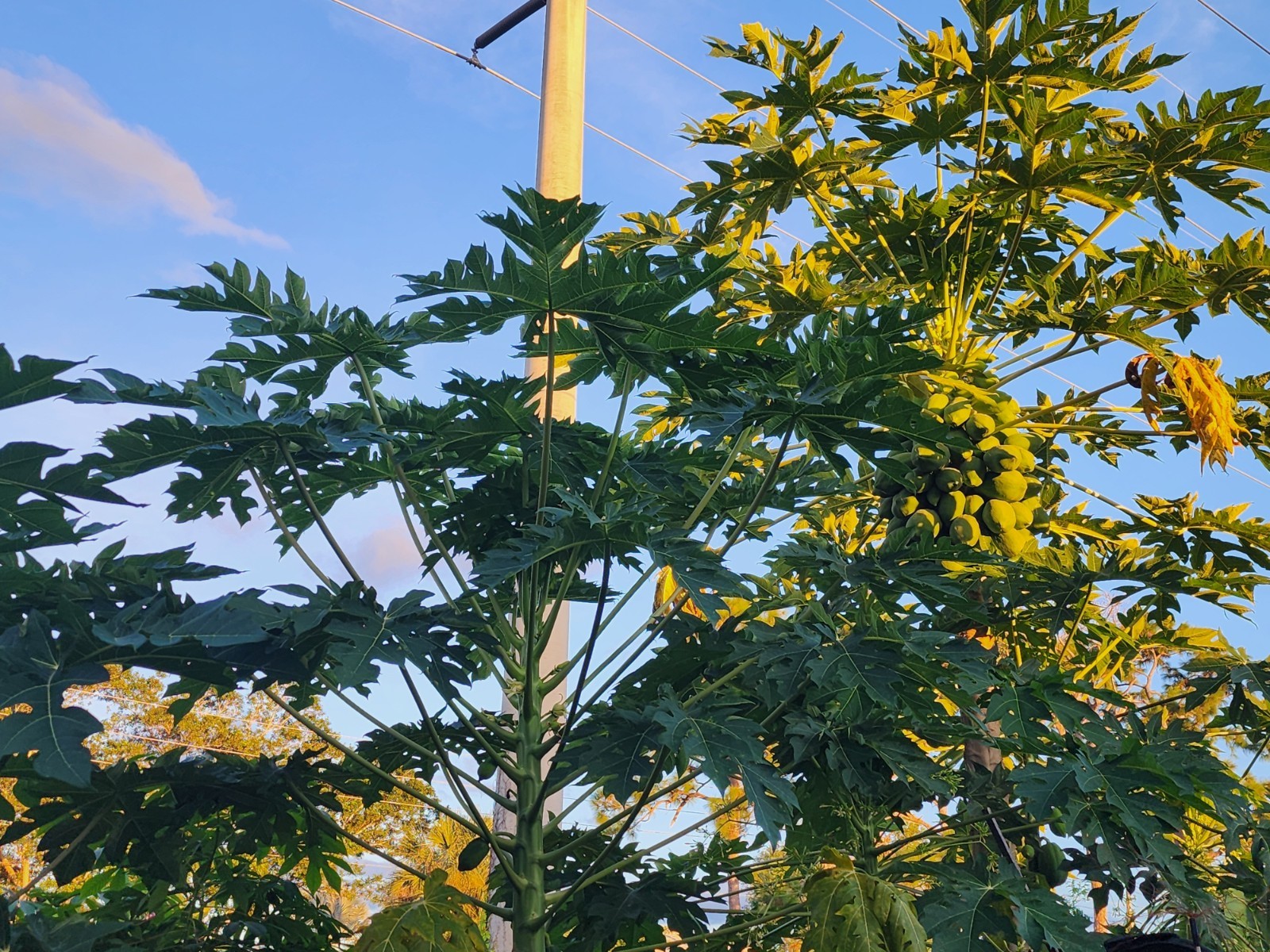 8 Fresh Organic Papaya Leaves hand-picked
