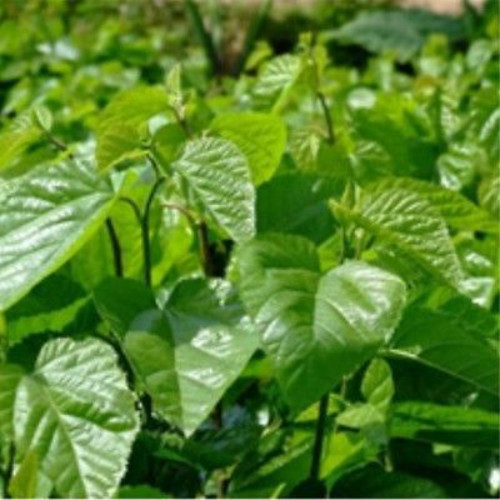 50g Natural Dried Mulberry Leaf Tea Health Care Herbal Green Drink