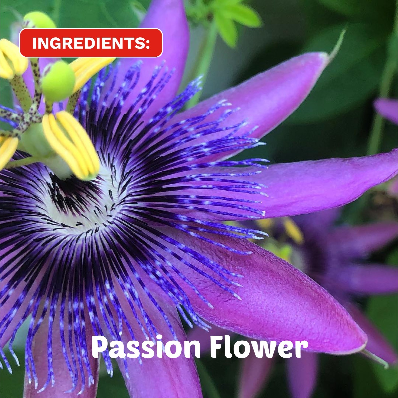 Chamomile tea, Reishi tea, Passion Flower leaves, Nightfall Ritual, mushrooms
