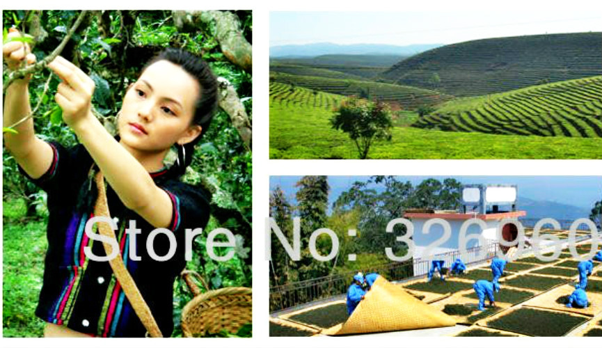 Premium Yunnan Ripe Pu erh Tea 357g Cake Natural Sept Fils 7262 Dark Brew