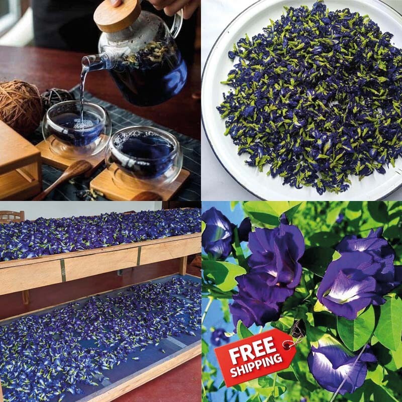 DRIED BLUE BUTTERFLY PEA FLOWER nil Katarolu Ternatea Clitoria Blue Tea Herb 50g